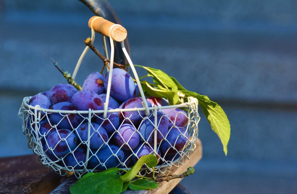 Plums fruit with  blue basket
